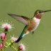 Calliope Hummingbird