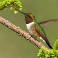 Chilean Woodstar