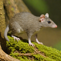 Chilean Shrew Opossum