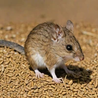 Common Dunnart