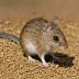 Common Dunnart