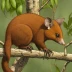 Coppery Brushtail Possum