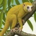 Common Cuscus