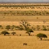 Central Kalahari Savanna