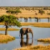 Chobe Savanna
