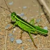 Chortophaga viridifasciata