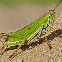 Chorthippus biguttulus