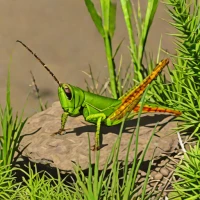 Catantops spissus