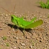 Catantops melanostictus