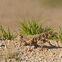 Cordillacris crenulata