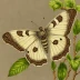 Cynthia moth