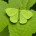 Cabbage moth