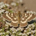 Common heath moth