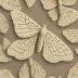 Common wave moth