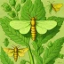 Celery leaftier moth