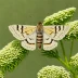Clover looper moth