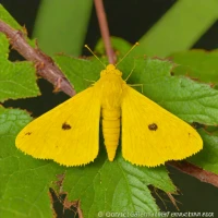Canary-shouldered thorn moth