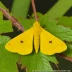 Canary-shouldered thorn moth