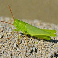 Cudweed Grasshopper (Hypochlora alba)