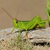Club-horned Grasshopper (Aeropedellus clavatus)