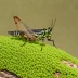 Carolina Grasshopper (Dissosteira carolina)