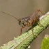 Crackling Grasshopper (Trimerotropis verruculata)