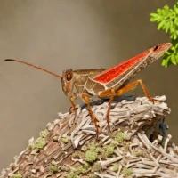 Coral-winged Grasshopper (Pardalophora apiculata)