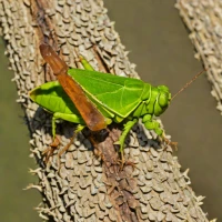 Crackling Forest Grasshopper (Cordillacris crenulata)