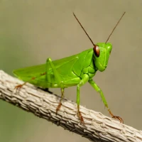 Chinese Grasshopper (Atractomorpha sinensis)