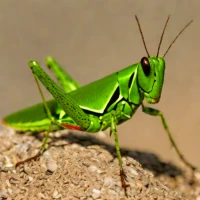 Chromacris miles