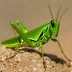 Chromacris miles
