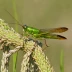 Chorthippus montanus (Water Meadow Grasshopper)