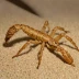Centruroides vittatus