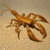 Centruroides gracilis