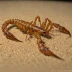 Centruroides elegans