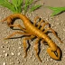 Centruroides limpidus