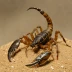 Centruroides nigrovariatus