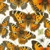 Compton Tortoiseshell