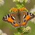 Common Buckeye