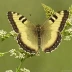 Common Wood-Nymph