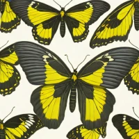 Common Birdwing