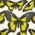 Common Birdwing