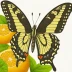 Citrus Swallowtail