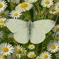 Checkered White