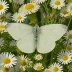 Checkered White