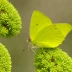 Clouded Sulphur