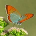 Coral Hairstreak