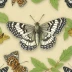 Common Checkered-Skipper