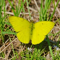 Common Grass Yellow
