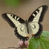 Common Mime